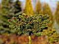 Picea abies Marie Balatka IMG_1991 Świerk pospolity